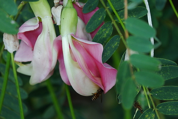 포토 JPG 해외이미지 나무 식물 전통 꽃잎 꽃 음식 백그라운드 잎 꽃무늬 채소 재료 자연 건강 사람없음 야외 빨간색 초록색 뷰티 정원 성장 벚꽃 흰색 나뭇가지 신선 그룹 닫기 허브 유기농 날것 섬유 내추럴 고립 채식주의자 해외포토 웰빙 컬러 무늬 모션 직물 생태계 채식 파일형식 이미지허브