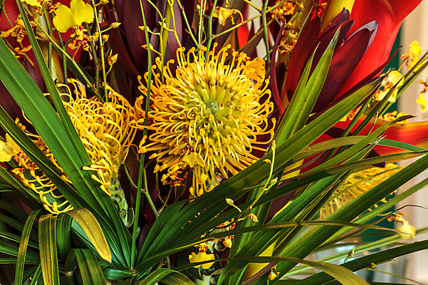 포토 JPG 해외이미지 식물 꽃 사람없음 해외포토 파일형식 이미지허브