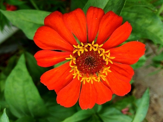 포토 JPG 해외이미지 식물 디자인 공원 꽃잎 꽃 분홍색 백그라운드 잎 꽃무늬 오렌지 자연 추상 국화 사람없음 야외 장식 빨간색 초록색 여름 컬러풀 태양 뷰티 노란색 정원 보라색 봄 벚꽃 신선 개화 원예 내추럴 강렬 여의주 해외포토 자연요소 계절 공공시설 컬러 무늬 과일 취미 생태계 파일형식 이미지허브