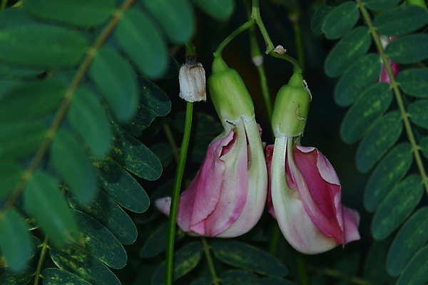 포토 JPG 해외이미지 나무 식물 전통 꽃잎 꽃 음식 백그라운드 잎 꽃무늬 채소 재료 자연 건강 사람없음 야외 빨간색 초록색 뷰티 정원 성장 벚꽃 흰색 나뭇가지 신선 그룹 닫기 허브 유기농 날것 섬유 내추럴 고립 채식주의자 해외포토 웰빙 컬러 무늬 모션 직물 생태계 채식 파일형식 이미지허브