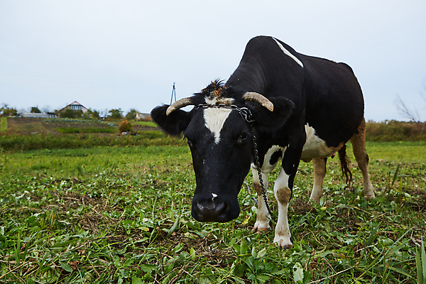 포토 JPG 해외이미지 동물 백그라운드 밭 농업 포유류 자연 하늘 사람없음 초록색 파란색 농장 농경지 머리 마을 환경 맑음 검은색 가축 봄 목장 소고기 우유 흰색 시골 소 군중 먹이 방목 땅 먹기 허브 밀짚 동물상 밭일 찰과상 목가 해외포토 식물 계절 산업 컬러 모션 날씨 유제품 육류 사람 신체부위 조형물 짚 축산업 상처 생태계 파일형식 이미지허브
