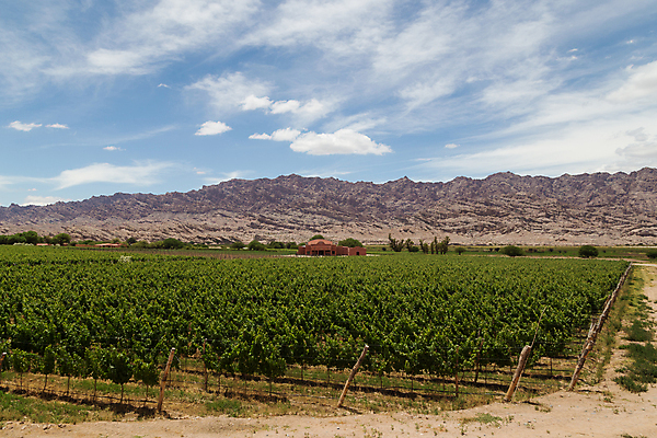 포토 JPG 해외이미지 여행 밭 농업 자연 포도 산 사람없음 농장 와인 미국 시골 맛 포도밭 포도나무 북쪽 남쪽 아르헨티나 양조장 해외포토 산업 컨셉 북아메리카 과일 주류 남아메리카 과일나무 방향 생태계 파일형식 이미지허브