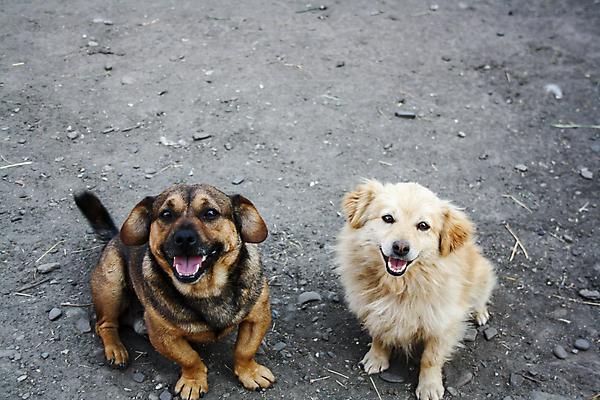 포토 JPG 해외이미지 동물 척추동물 응시 공원 벤치 포유류 거리 털 서기 앉기 사람없음 야외 반려동물 갈색 쌓기 우정 젖음 기다림 개 강아지 작음 육식동물 송곳니 거짓말 기르기 스트랩 해외포토 시선 공공시설 컬러 의자 모션 친구 치아 크기 돌봄 파일형식 이미지허브