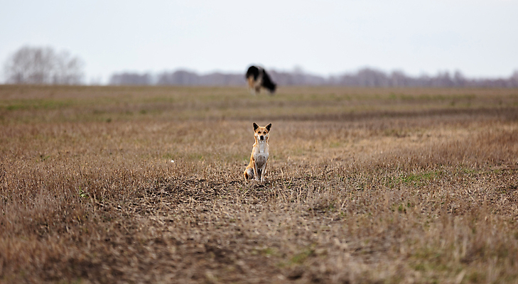 포토 JPG 해외이미지 전신 식물 동물 계절 밭 포유류 모션 자연 놀이 털 함께함 건강 풍경 사람없음 야외 반려동물 달리기 갈색 환경 에너지 자유 가을 게임 시골 소 양치기 개 소프트포커스 숲 흐림 추적 경보 기르기 동물상 동반자 수평선 카피스페이스 해외포토 직업 컬러 컨셉 농업 날씨 촬영기법 조형물 공백 생태계 돌봄 파일형식 이미지허브