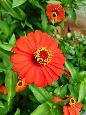 포토 JPG 해외이미지 식물 디자인 공원 꽃잎 꽃 분홍색 백그라운드 잎 꽃무늬 오렌지 자연 추상 국화 사람없음 야외 장식 빨간색 초록색 여름 컬러풀 태양 뷰티 노란색 정원 보라색 봄 벚꽃 신선 개화 원예 내추럴 강렬 여의주 해외포토 자연요소 계절 공공시설 컬러 무늬 과일 취미 생태계 파일형식 이미지허브