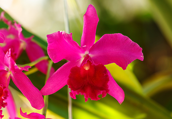 포토 JPG 해외이미지 식물 기념일 꽃잎 꽃 줄기 꽃다발 백그라운드 자연 휴식 선물 사람없음 장식 뷰티 노란색 보라색 스파 벚꽃 흰색 나뭇가지 신선 난초 우아함 싱글 심플 아로마 아로마테라피 해외포토 나무 컬러 컨셉 이벤트 생태계 테라피 파일형식 이미지허브