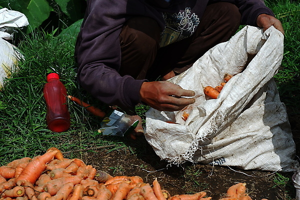 포토 JPG 해외이미지 식물 라이프스타일 여자 음식 밭 농업 채소 오렌지 비즈니스 자연 건강 사람 초록색 농작물 농장 농경지 쌓기 정원 흙 당근 수확 성장 신선 잡기 그룹 수술 시장 당기기 농부 나무상자 수집 유기농 원예 뿌리 먼지 땅바닥 바이오 밭일 숙성 채식주의자 해외포토 직업 웰빙 산업 컬러 과일 의학 모션 바닥 뿌리채소 취미 생활 치료 상자 생태계 채식 파일형식 이미지허브