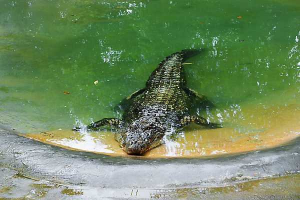 포토 JPG 해외이미지 동물 공원 아시아 야생동물 여행 파충류 아프리카 태국 자연 휴식 생물 동물원 양서류 동양인 사람없음 야외 물 강 농장 머리 수영 연못 오픈 입 황무지 치아 위험 큼 가죽 배고픔 피부 쇼 육식동물 악어 사냥꾼 턱 힘찬 해외포토 자연요소 직업 공공시설 나라 컨셉 농업 인종 신체부위 수상스포츠 소화기관 크기 생태계 파일형식 이미지허브