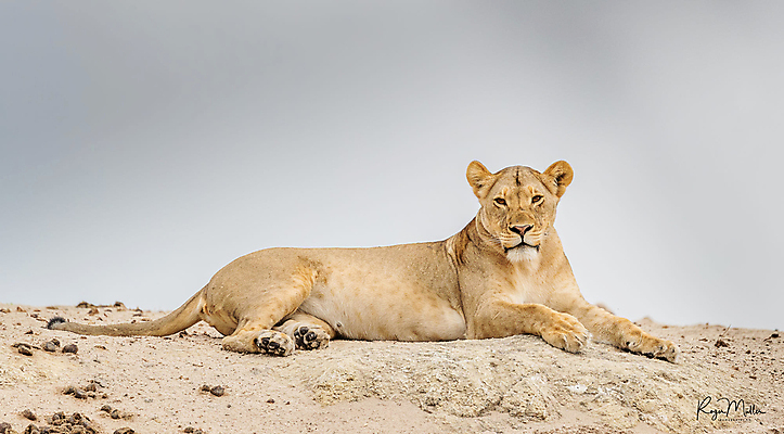 포토 JPG 해외이미지 주간 한마리 야생동물 사람없음 야외 눕기 땅 육식동물 암사자 해외포토 자연요소 동물 1 모션 사자 암컷 파일형식 이미지허브