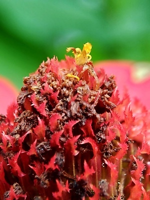 포토 JPG 해외이미지 식물 디자인 공원 꽃잎 꽃 분홍색 백그라운드 잎 꽃무늬 오렌지 자연 추상 국화 사람없음 야외 장식 빨간색 초록색 여름 컬러풀 태양 뷰티 노란색 정원 보라색 봄 벚꽃 신선 개화 원예 내추럴 강렬 여의주 해외포토 자연요소 계절 공공시설 컬러 무늬 과일 취미 생태계 파일형식 이미지허브