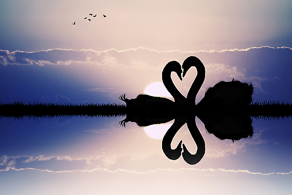 포토 JPG 해외이미지 실루엣 호수 날개 일러스트 자연 조류 사랑 사람없음 물 반사 일몰 거울 하트 백조 해외포토 자연요소 모양 동물 감정 촬영기법 노을 생태계 파일형식 이미지허브