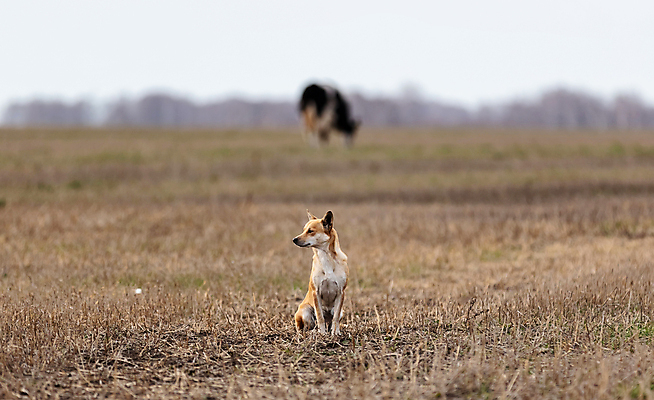 포토 JPG 해외이미지 전신 식물 동물 계절 밭 포유류 모션 자연 놀이 털 함께함 건강 풍경 사람없음 야외 반려동물 달리기 갈색 환경 에너지 자유 가을 게임 시골 소 양치기 개 소프트포커스 숲 흐림 추적 경보 기르기 동물상 동반자 수평선 카피스페이스 해외포토 직업 컬러 컨셉 농업 날씨 촬영기법 조형물 공백 생태계 돌봄 파일형식 이미지허브