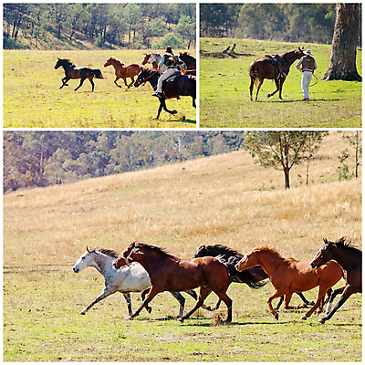 포토 JPG 해외이미지 동물 포유류 자연 아침 사람없음 야외 빛 달리기 햇빛 뷰티 농장 힘 목장 자유 시골 레이싱 잡기 그룹 승마 호주 군중 속도 갈기 모음 추적 무료 서쪽 요금 해외포토 주간 스포츠 컨셉 농업 모션 사람 시합 태양 오세아니아 방향 생태계 파일형식 이미지허브