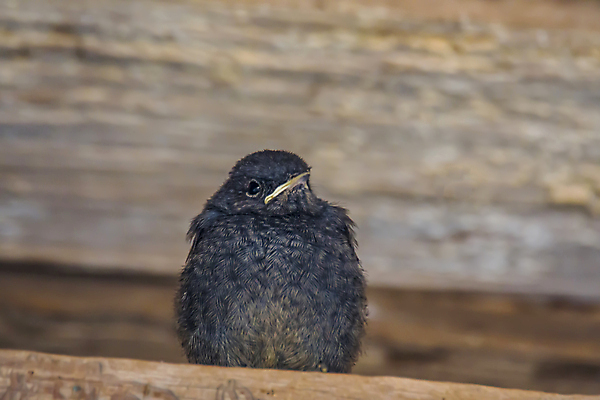 포토 JPG 해외이미지 동물 여자 남자 야생동물 곤충 자연 조류 서기 앉기 사람없음 야외 파란색 귀여움 정원 검은색 가수 나뭇가지 개울 황무지 숲 깃털 사냥꾼 서식지 내추럴 동물상 해외포토 나무 직업 컬러 컨셉 모션 사람 강 조형물 음악가 생태계 파일형식 이미지허브