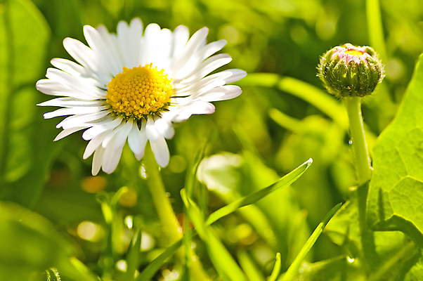 포토 JPG 해외이미지 식물 계절 꽃잎 꽃 백그라운드 잎 꽃무늬 밭 자연 사람없음 야외 초록색 햇빛 태양 뷰티 농장 노란색 환경 정원 맑음 봄 성장 벚꽃 흰색 신선 허브 데이지 장면 내추럴 평야 수평선 해외포토 자연요소 컬러 무늬 농업 날씨 생태계 파일형식 이미지허브