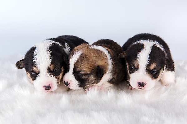 포토 JPG 해외이미지 행복 새끼 여러마리 가족 함께함 사람없음 반려동물 귀여움 잠 그룹 개 강아지 펨브록웰시코기 해외포토 동물 감정 다수 컨셉 포유류 관계 웰시코기 파일형식 이미지허브