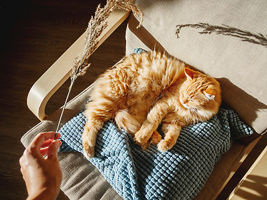 포토 JPG 해외이미지 한마리 손 의자 베개 실내 그림자 들기 신체부위 반려동물 햇빛 고양이 낮잠 드라이플라워 반려묘 해외포토 동물 1 꽃 가구 포유류 침구 모션 사람 내부 태양 잠 파일형식 이미지허브