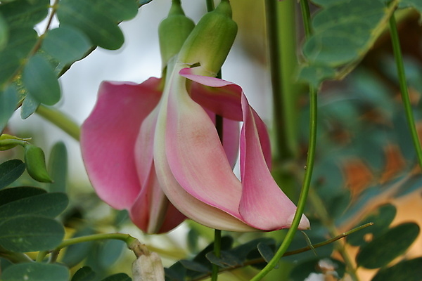 포토 JPG 해외이미지 나무 식물 전통 꽃잎 꽃 음식 백그라운드 잎 꽃무늬 채소 재료 자연 건강 사람없음 야외 빨간색 초록색 뷰티 정원 성장 벚꽃 흰색 나뭇가지 신선 그룹 닫기 허브 유기농 날것 섬유 내추럴 고립 채식주의자 해외포토 웰빙 컬러 무늬 모션 직물 생태계 채식 파일형식 이미지허브