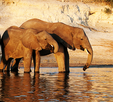 포토 JPG 해외이미지 주간 야생동물 두마리 초식동물 코끼리 사람없음 야외 강 물마시기 해외포토 자연요소 동물 2 포유류 마시기 파일형식 이미지허브