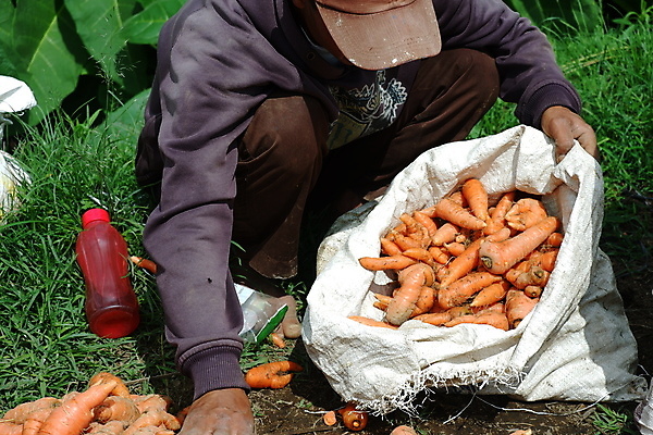 포토 JPG 해외이미지 식물 라이프스타일 여자 음식 밭 농업 채소 오렌지 비즈니스 자연 건강 사람 초록색 농작물 농장 농경지 쌓기 정원 흙 당근 수확 성장 신선 잡기 그룹 수술 시장 당기기 농부 나무상자 수집 유기농 원예 뿌리 먼지 땅바닥 바이오 밭일 숙성 채식주의자 해외포토 직업 웰빙 산업 컬러 과일 의학 모션 바닥 뿌리채소 취미 생활 치료 상자 생태계 채식 파일형식 이미지허브