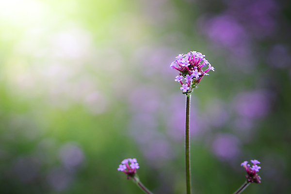 포토 JPG 해외이미지 식물 디자인 계절 꽃잎 꽃 분홍색 꽃다발 백그라운드 꽃무늬 패턴 자연 사람없음 초록색 컬러풀 뷰티 보라색 봄 성장 벚꽃 신선 질감 만들기 내추럴 해외포토 컬러 무늬 모션 생태계 파일형식 이미지허브