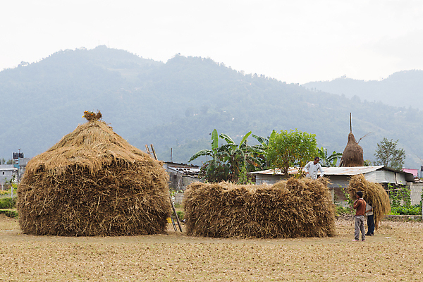 포토 JPG 해외이미지 주간 전신 남자 밭 서기 동양인 여러명 성인 야외 농작물 농사 농부 볏단 성인남자만 해외포토 자연요소 직업 다수 농업 모션 사람 인종 남자만 성인만 파일형식 이미지허브
