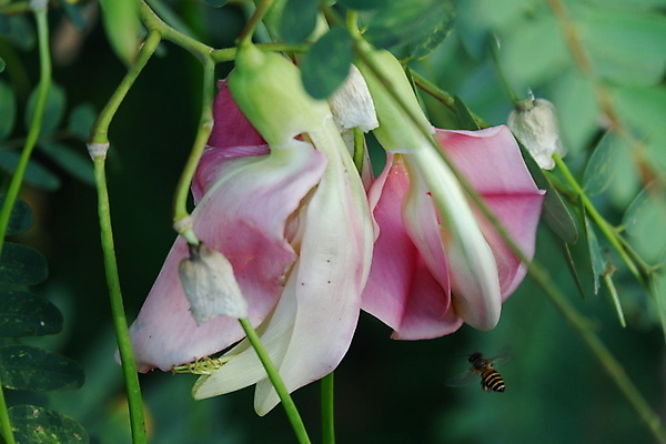 포토 JPG 해외이미지 나무 식물 전통 꽃잎 꽃 음식 백그라운드 잎 꽃무늬 채소 재료 자연 건강 사람없음 야외 빨간색 초록색 뷰티 정원 성장 벚꽃 흰색 나뭇가지 신선 그룹 닫기 허브 유기농 날것 섬유 내추럴 고립 채식주의자 해외포토 웰빙 컬러 무늬 모션 직물 생태계 채식 파일형식 이미지허브