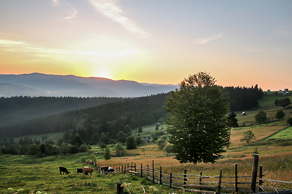 포토 JPG 해외이미지 나무 식물 동물 구름 백그라운드 밭 농업 포유류 자연 하늘 아침 산 서기 풍경 사람없음 야외 초록색 여름 울타리 햇빛 태양 농장 일출 일몰 목장 새벽 안개 시골 오픈 소 군중 방목 가득함 언덕 목가 산맥 해외포토 주간 자연요소 계절 산업 컬러 모션 날씨 사람 담장 노을 축산업 생태계 파일형식 이미지허브
