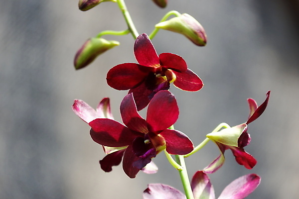 포토 JPG 해외이미지 식물 꽃잎 꽃 줄기 꽃다발 백그라운드 꽃무늬 자연 사람없음 장식 빨간색 뷰티 정원 보라색 봄 활발 벚꽃 나뭇가지 개화 난초 우아함 제비꽃 순수 묘사 원예 호접란 진홍색 내추럴 고립 블러 이국적 해외포토 나무 계절 컬러 컨셉 무늬 취미 생태계 파일형식 이미지허브
