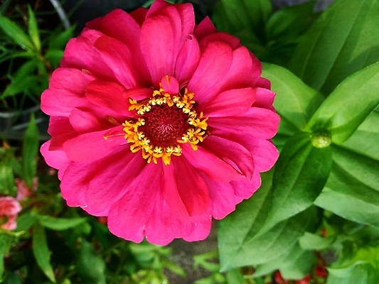 포토 JPG 해외이미지 식물 디자인 공원 꽃잎 꽃 분홍색 백그라운드 잎 꽃무늬 오렌지 자연 추상 국화 사람없음 야외 장식 빨간색 초록색 여름 컬러풀 태양 뷰티 노란색 정원 보라색 봄 벚꽃 신선 개화 원예 내추럴 강렬 여의주 해외포토 자연요소 계절 공공시설 컬러 무늬 과일 취미 생태계 파일형식 이미지허브