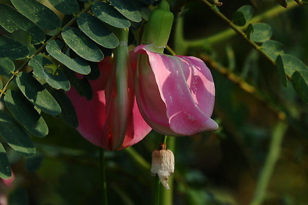 포토 JPG 해외이미지 나무 식물 전통 꽃잎 꽃 음식 백그라운드 잎 꽃무늬 채소 재료 자연 건강 사람없음 야외 빨간색 초록색 뷰티 정원 성장 벚꽃 흰색 나뭇가지 신선 그룹 닫기 허브 유기농 날것 섬유 내추럴 고립 채식주의자 해외포토 웰빙 컬러 무늬 모션 직물 생태계 채식 파일형식 이미지허브