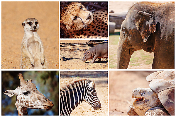 포토 JPG 해외이미지 동물 야생동물 패턴 포유류 아프리카 코끼리 종류 사람없음 환경 검은색 고양이 줄무늬 흰색 점 소 거북이 큼 기린 사파리 황소 육식동물 얼룩말 상아 모음 갈라파고스 하마 멸종 서식지 거인 치타 공격적 초식 반추동물 해외포토 나라 컬러 컨셉 무늬 파충류 반려동물 말_동물 크기 에콰도르 파일형식 이미지허브