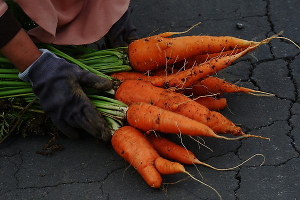 포토 JPG 해외이미지 식물 라이프스타일 손 여자 음식 밭 농업 채소 오렌지 비즈니스 자연 건강 사람 사람없음 초록색 농작물 농장 농경지 쌓기 정원 흙 당근 수확 성장 신선 잡기 그룹 수술 시장 당기기 농부 나무상자 수집 유기농 원예 뿌리 먼지 땅바닥 바이오 밭일 숙성 채식주의자 해외포토 직업 웰빙 산업 컬러 과일 의학 모션 바닥 뿌리채소 취미 생활 신체부위 치료 상자 생태계 채식 파일형식 이미지허브