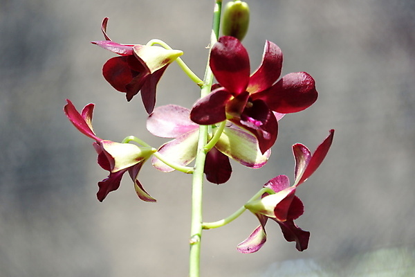 포토 JPG 해외이미지 식물 꽃잎 꽃 줄기 꽃다발 백그라운드 꽃무늬 자연 사람없음 장식 빨간색 뷰티 정원 보라색 봄 활발 벚꽃 나뭇가지 개화 난초 우아함 제비꽃 순수 묘사 원예 호접란 진홍색 내추럴 고립 블러 이국적 해외포토 나무 계절 컬러 컨셉 무늬 취미 생태계 파일형식 이미지허브