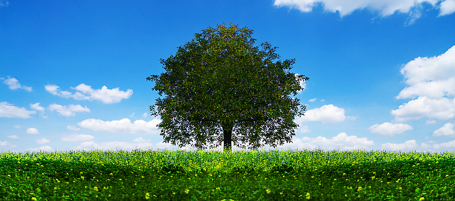 포토 JPG 해외이미지 나무 구름 1 배너 계절 백그라운드 잎 밭 농업 자연 하늘 날씨 휴가 풍경 잔디 사람없음 야외 초록색 여름 파란색 햇빛 태양 농장 환경 맑음 봄 성장 시골 신선 땅 언덕 싱글 장면 내추럴 생태학 수평선 해외포토 자연요소 식물 교육 산업 컬러 생태계 파일형식 이미지허브