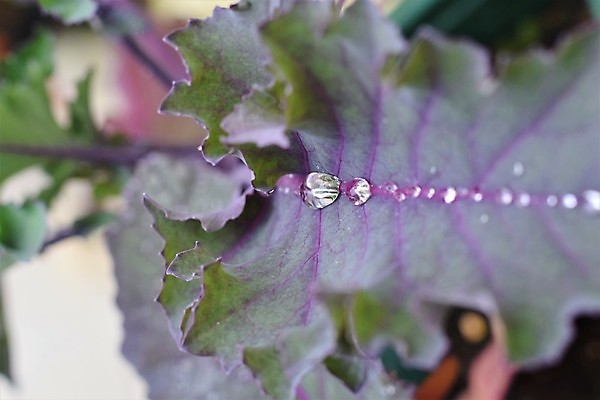 포토 JPG 해외이미지 식물 계절 공원 꽃 자연 사람없음 야외 여름 뷰티 정원 물방울 소프트포커스 이슬 떠남 해외포토 공공시설 모션 촬영기법 생태계 파일형식 이미지허브