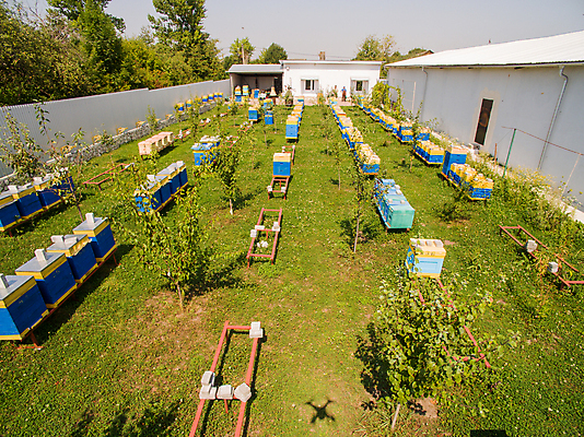 포토 JPG 해외이미지 동물 직업 음식 곤충 농업 자연 지붕 추상 안테나 건강 풍경 사람없음 목재 초록색 여름 컬러풀 농장 노란색 정원 시골 달콤 꿀벌 벌 유기농 꽃가루 꿀 벌집 내추럴 교외 드론 밀랍 밭일 생태학 양봉 양봉장 왁스 조감도 해외포토 나무 웰빙 계절 교육 산업 컬러 무늬 재료 통신 맛 벌_곤충 가루 생태계 파일형식 이미지허브