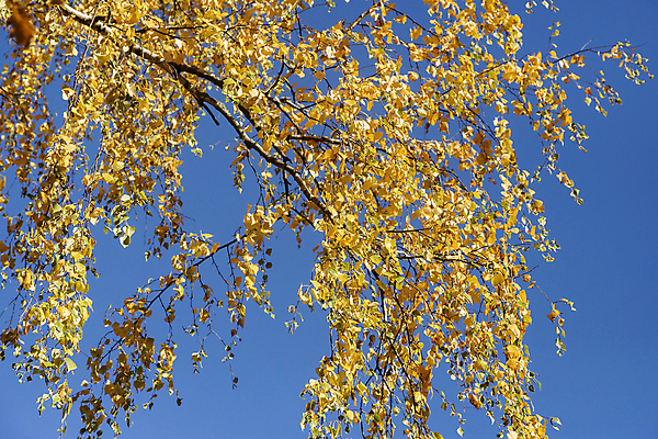 포토 JPG 해외이미지 주간 백그라운드 자연 풍경 사람없음 야외 가을풍경 가을 은행잎 은행나무 해외포토 자연요소 나무 계절 잎 생태계 파일형식 가을_계절 이미지허브