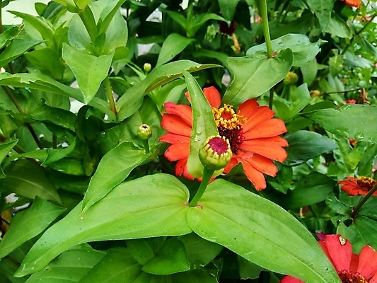 포토 JPG 해외이미지 식물 디자인 공원 꽃잎 꽃 분홍색 백그라운드 잎 꽃무늬 오렌지 자연 추상 국화 사람없음 야외 장식 빨간색 초록색 여름 컬러풀 태양 뷰티 노란색 정원 보라색 봄 벚꽃 신선 개화 원예 내추럴 강렬 여의주 해외포토 자연요소 계절 공공시설 컬러 무늬 과일 취미 생태계 파일형식 이미지허브