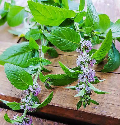 포토 JPG 해외이미지 식물 꽃 줄기 백그라운드 잎 꽃무늬 자연 주택 요리 사람없음 야외 목재 치료 초록색 여름 햇빛 약 정원 맑음 봄 약재 나뭇가지 시골 신선 양념 개화 차 저녁 그늘 민트 허브 유기농 향기 향 내추럴 영원 화창 해외포토 나무 웰빙 계절 음료 컬러 무늬 재료 의학 날씨 건물 태양 야간 생태계 냄새 파일형식 이미지허브