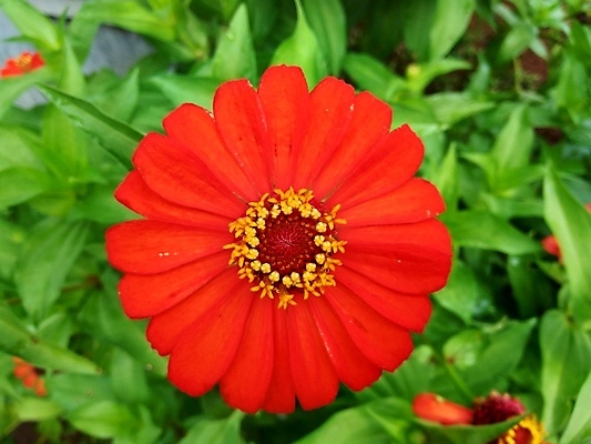 포토 JPG 해외이미지 식물 디자인 공원 꽃잎 꽃 분홍색 백그라운드 잎 꽃무늬 오렌지 자연 추상 국화 사람없음 야외 장식 빨간색 초록색 여름 컬러풀 태양 뷰티 노란색 정원 보라색 봄 벚꽃 신선 개화 원예 내추럴 강렬 여의주 해외포토 자연요소 계절 공공시설 컬러 무늬 과일 취미 생태계 파일형식 이미지허브