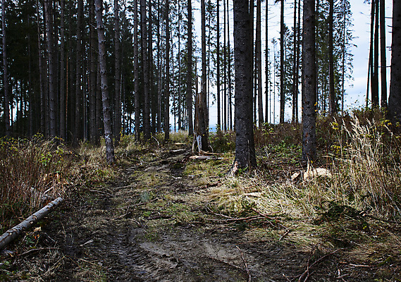 포토 JPG 해외이미지 나무 공원 도로 백그라운드 밭 오렌지 자연 하늘 풍경 사람없음 야외 목재 초록색 여름 파란색 태양 갈색 환경 어둠 일몰 가을 시골 소나무 저녁 숲 침엽수 자작나무 10월 내추럴 생태학 슬로바키아 옛날 해외포토 자연요소 식물 계절 공공시설 교육 유럽 길 컬러 농업 과일 재료 교통시설 노을 날짜 야간 생태계 파일형식 이미지허브