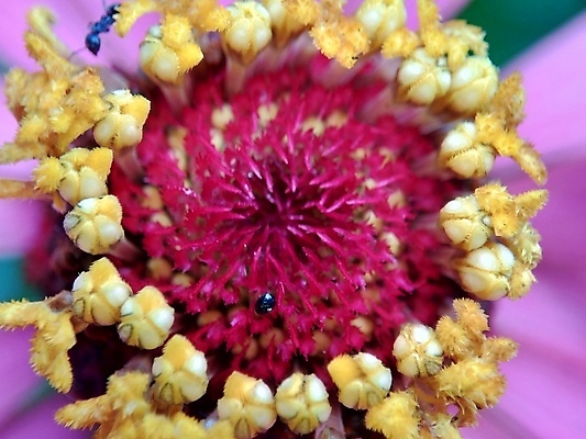 포토 JPG 해외이미지 식물 디자인 공원 꽃잎 꽃 분홍색 백그라운드 잎 꽃무늬 오렌지 자연 추상 국화 사람없음 야외 장식 빨간색 초록색 여름 컬러풀 태양 뷰티 노란색 정원 보라색 봄 벚꽃 신선 개화 원예 내추럴 강렬 여의주 해외포토 자연요소 계절 공공시설 컬러 무늬 과일 취미 생태계 파일형식 이미지허브