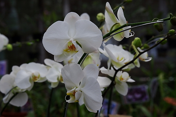 포토 JPG 해외이미지 식물 디자인 꽃잎 꽃 줄기 꽃다발 백그라운드 잎 꽃무늬 자연 선물 사람없음 장식 여름 컬러풀 뷰티 노란색 정원 봄 벚꽃 흰색 나뭇가지 신선 개화 난초 우아함 꽃집 묘사 원예 호접란 분재 나방 내추럴 고립 이국적 해외포토 나무 계절 컬러 곤충 컨셉 무늬 취미 상점 생태계 파일형식 이미지허브