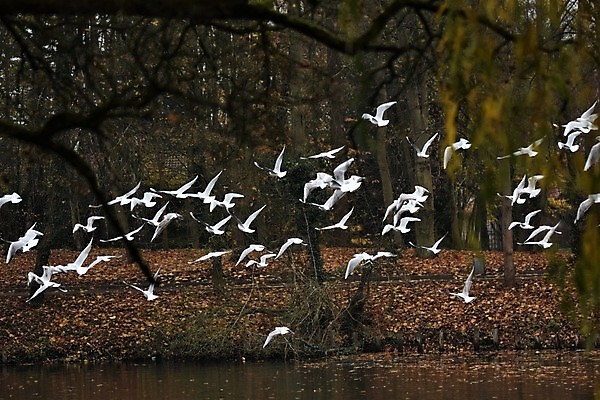 포토 JPG 해외이미지 동물 공원 호수 여유 야생동물 빵 바다 백그라운드 갈매기 조류 휴식 서기 앉기 사람없음 야외 뒷모습 물 반사 머리 수영 회색 깃털 이륙 착륙 해외포토 자연요소 공공시설 감정 음식 뷰포인트 컬러 컨셉 모션 신체부위 수상스포츠 파일형식 이미지허브