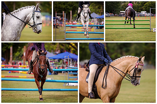 포토 JPG 해외이미지 동물 스포츠 포즈 이동 밭 모션 이벤트 사람없음 야외 울타리 달리기 점프 경쟁 레이싱 반지 바 승마 승차 허들 장애물 강의 스웨터 속도 쇼 모음 기수 안장 대회 굴레 라이더 선로 운동가 챔피언 해외포토 컨셉 상의 농업 장신구 시합 담장 파일형식 이미지허브