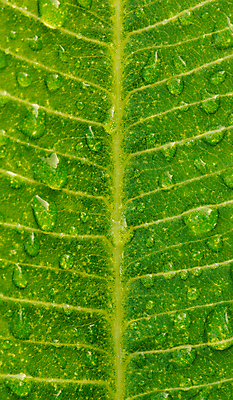 포토 JPG 해외이미지 나무 식물 계절 공원 선 백그라운드 컨셉 잎 패턴 자연 추상 사람없음 초록색 물 우주 정원 봄 줄무늬 젖음 성장 물방울 신선 떨어짐 이슬 묘사 유기농 질감 서식 심플 시트 내추럴 해외포토 자연요소 웰빙 공공시설 컬러 무늬 생태계 파일형식 이미지허브