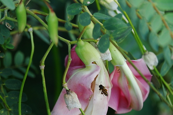 포토 JPG 해외이미지 나무 식물 전통 꽃잎 꽃 음식 백그라운드 잎 꽃무늬 채소 재료 자연 건강 사람없음 야외 빨간색 초록색 뷰티 정원 성장 벚꽃 흰색 나뭇가지 신선 그룹 닫기 허브 유기농 날것 섬유 내추럴 고립 채식주의자 해외포토 웰빙 컬러 무늬 모션 직물 생태계 채식 파일형식 이미지허브