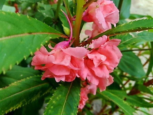 포토 JPG 해외이미지 식물 꽃잎 꽃 줄기 분홍색 꽃다발 백그라운드 잎 2 꽃무늬 채소 자연 함께함 사람없음 빨간색 초록색 여름 컬러풀 뷰티 정원 보라색 성장 벚꽃 신선 개화 허브 내추럴 강렬 추출 해외포토 계절 컬러 컨셉 무늬 생태계 파일형식 이미지허브