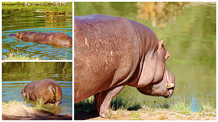 포토 JPG 해외이미지 모양 동물 호수 신체 포유류 아프리카 초식동물 통 종류 사람없음 물 강 갈색 펼침 오픈 입 큼 시원함 고도 피부 진흙 상아 모음 몸통 하마 서식지 송곳니 숨김 공격적 민물 어려움 초식 못생김 해외포토 자연요소 나라 컬러 컨셉 모션 한글 신체부위 치아 크기 파일형식 이미지허브